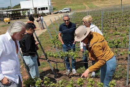 Organic wine tasting and local food tour in Valparaiso, Full day