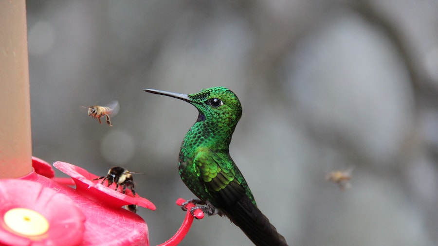 The Humming Bird Experience