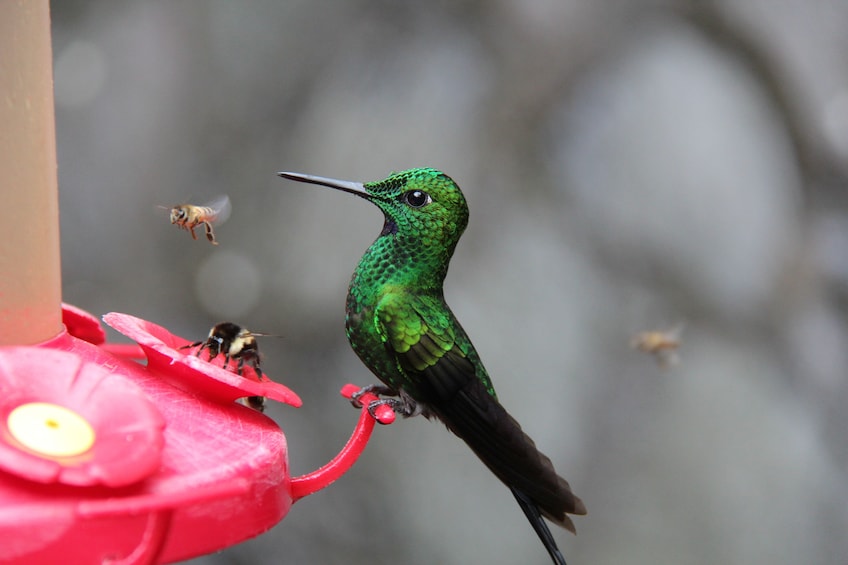 The Humming Bird Experience