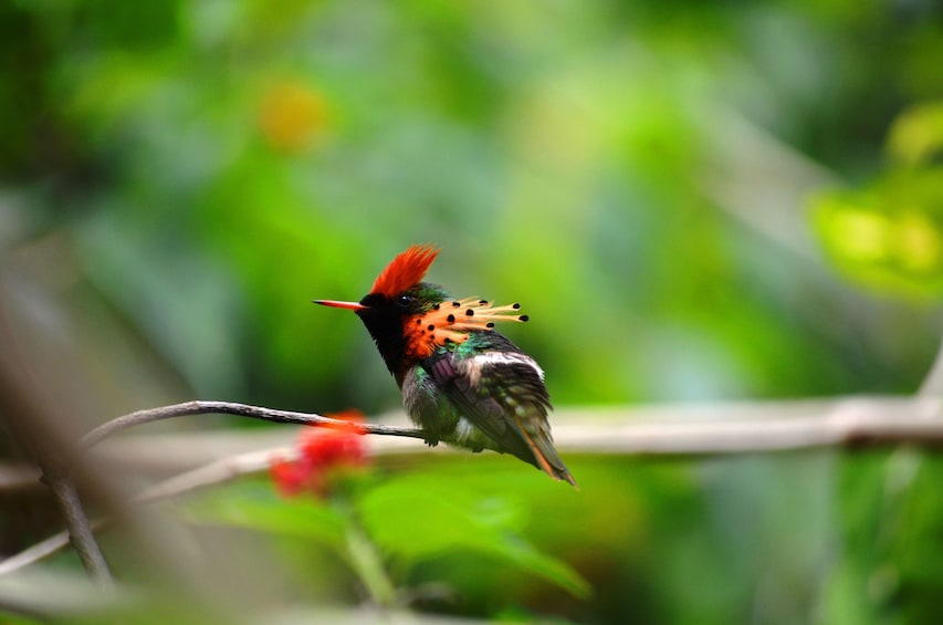 The Humming Bird Experience