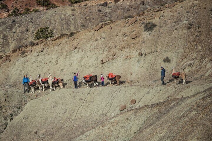 Guided Awesome 2-Hour Llama Hikes Private Experience