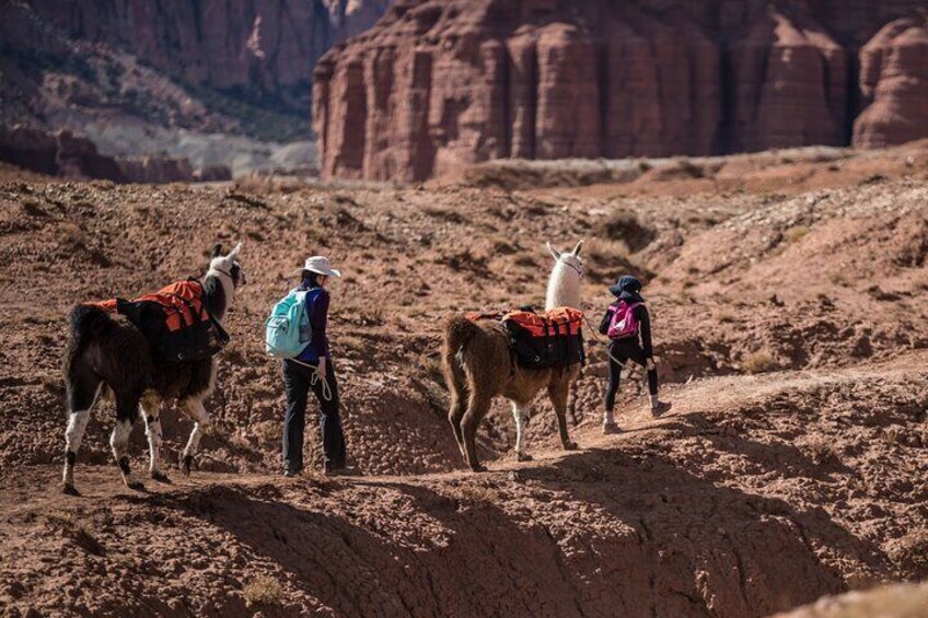 Guided Awesome 2-Hour Llama Hikes Private Experience