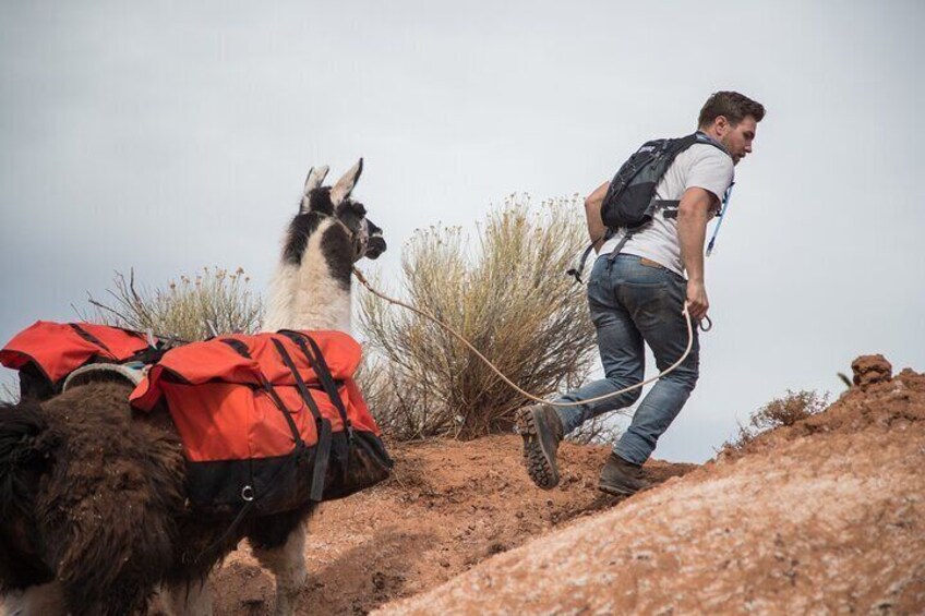 Guided Awesome 2-Hour Llama Hikes Private Experience