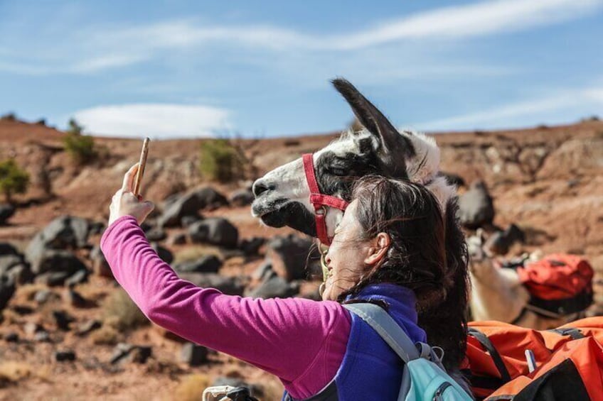 Guided Awesome 2-Hour Llama Hikes Private Experience
