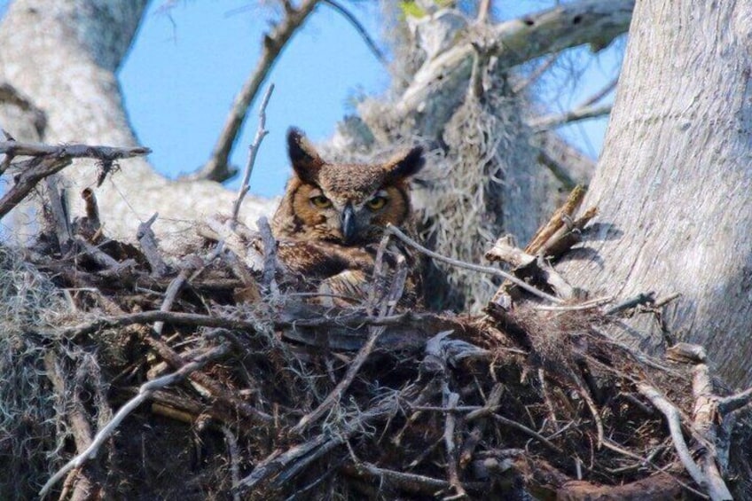 Great Horned Owl. Photo taken on board by a guest.