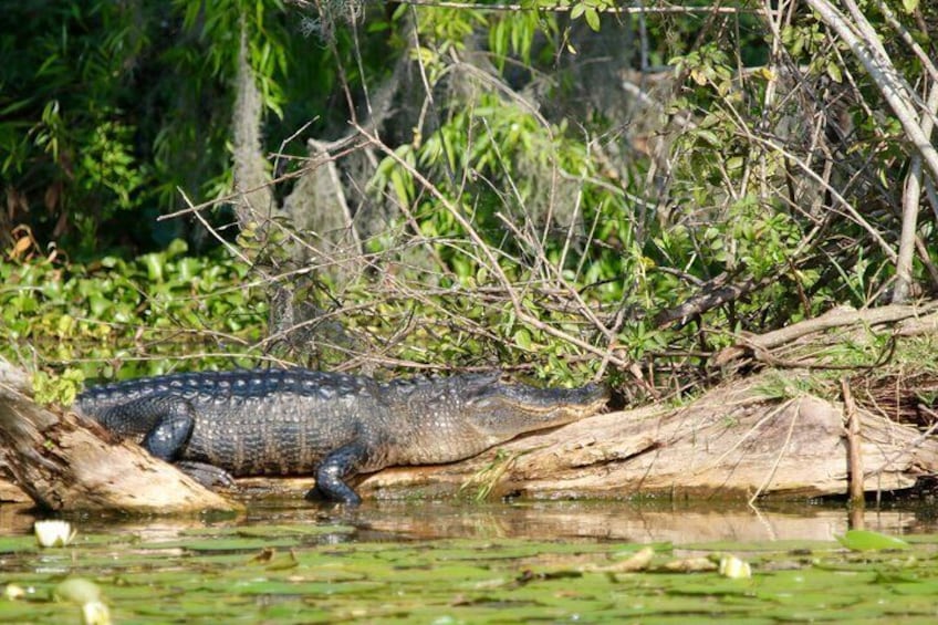 Alligator sunning in Lake Eloise. Photo taken by one of our guides.