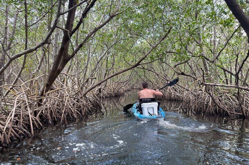 Kayak Adventure at Shell Key Preserve in Tierra Verde