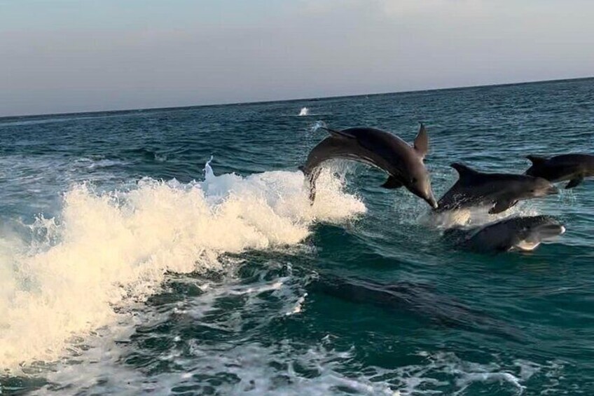 Pod of dolphins jumping in our wake