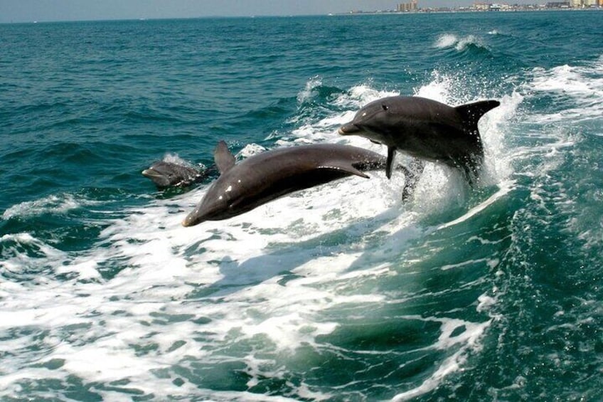 Dolphins having fun in our wake!