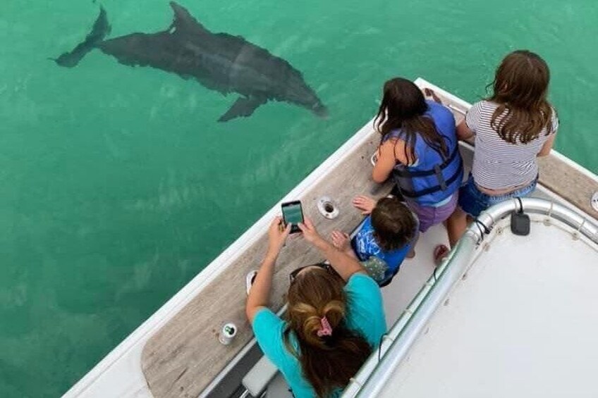 2 Hour Private Dolphin Sightseeing Tour in Panama City Beach