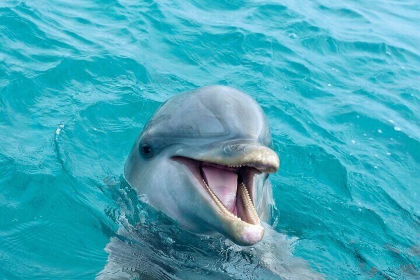 Say hello to our dolphin friend!
