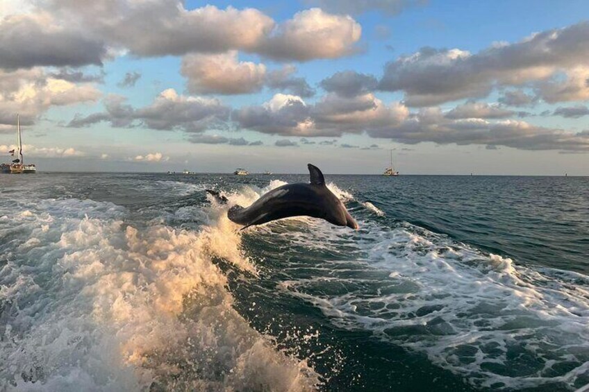 Dolphins playing in our wake