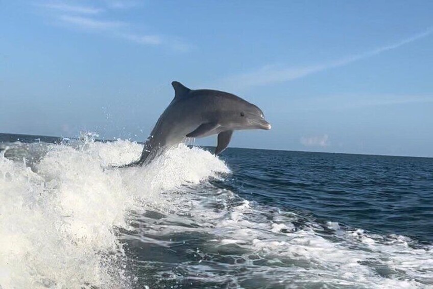 2 Hour Private Dolphin Sightseeing Tour