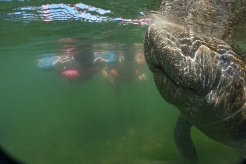 3-Hour Small Group All-Inclusive Manatee Swim with Photo Package