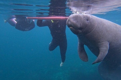 3 hour small group all-inclusive manatee swim with free photo package !