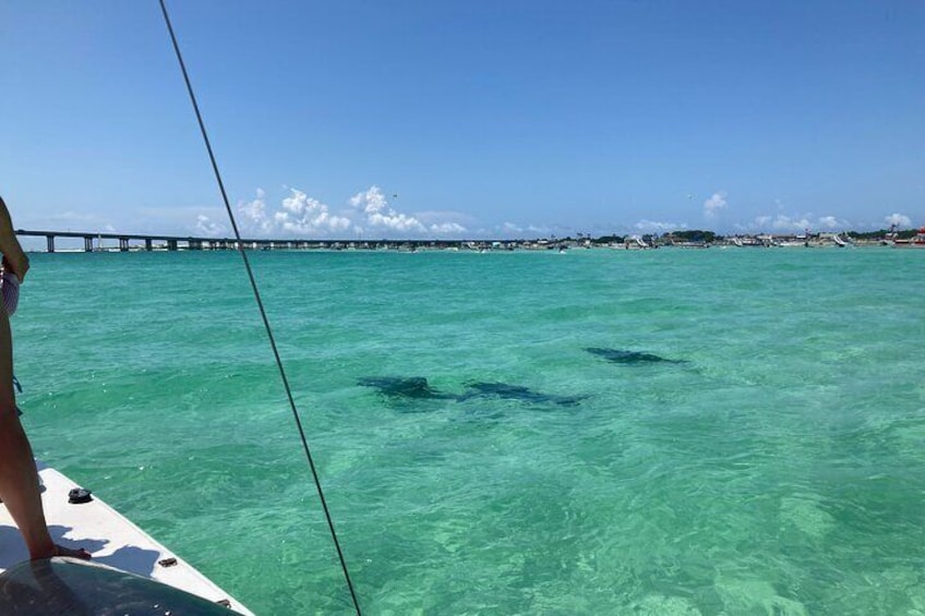 Some dolphins making a pass by Crab Island.