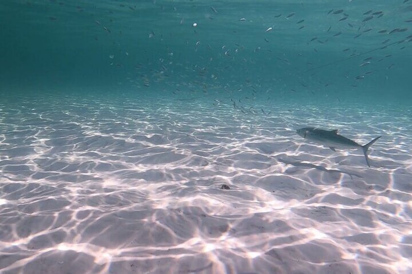 A Spanish Mackerel spotted during a snorkel adventure. 