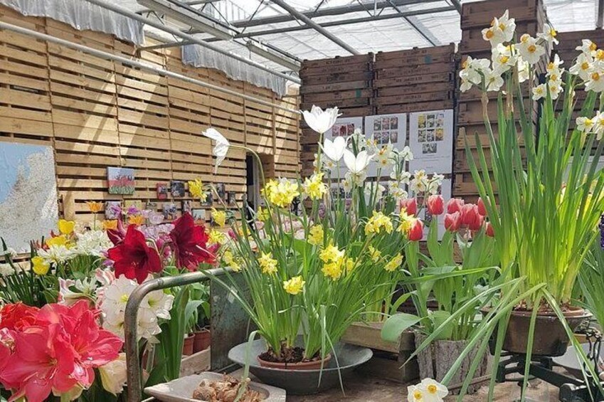 Daffodils and orchids at the Keukenhof