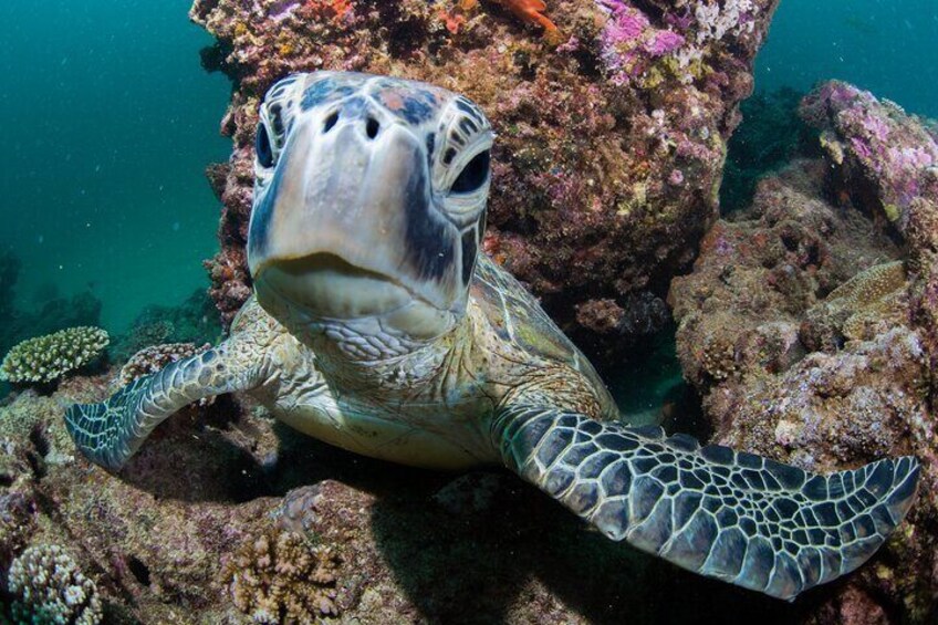 Muiron Islands Snorkeling in Exmouth