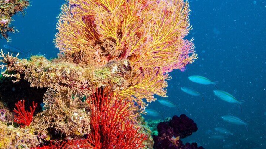 Muiron Islands Snorkeling in Exmouth