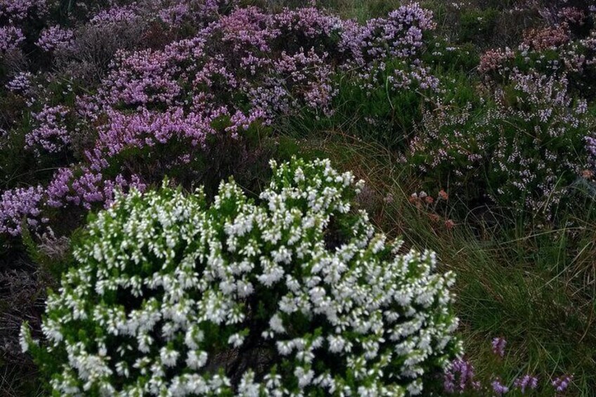 White & purple heathers in bloom
