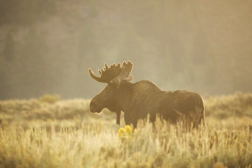 Private Sundowner Dinner Experience in Grand Teton National Park