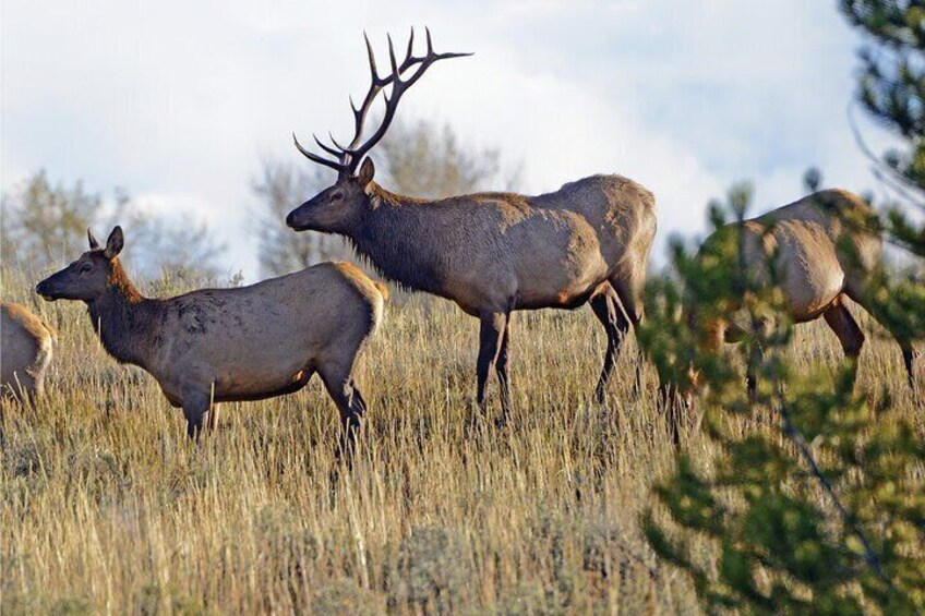 Private Sundowner Dinner Experience in Grand Teton National Park