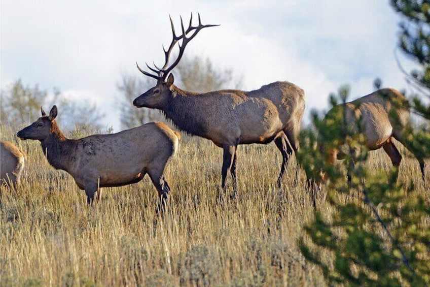 Private Sundowner Dinner Experience in Grand Teton National Park