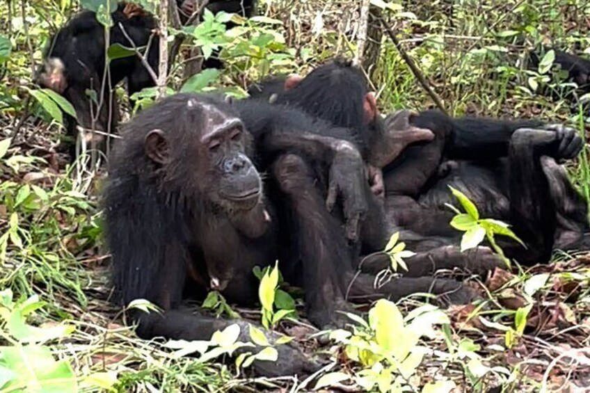 3-Days Private Chimpanzee Safari in Gombe National Park