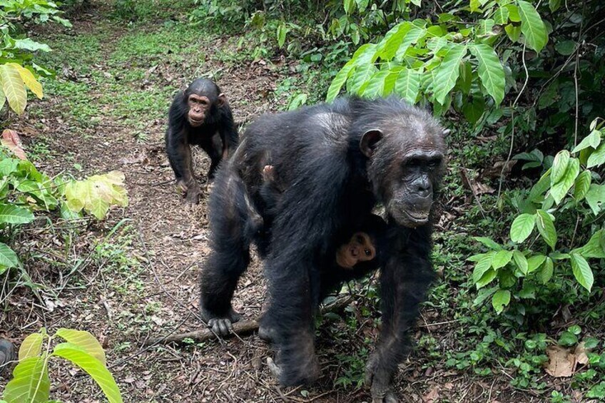 3-Days Private Chimpanzee Safari in Gombe National Park