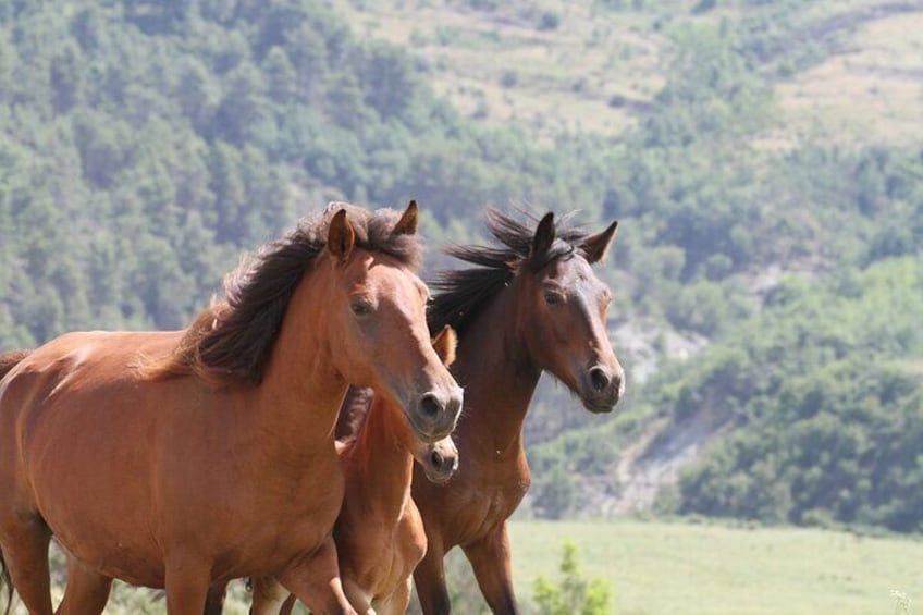 3-Hour Guided Drino's Valley Ride