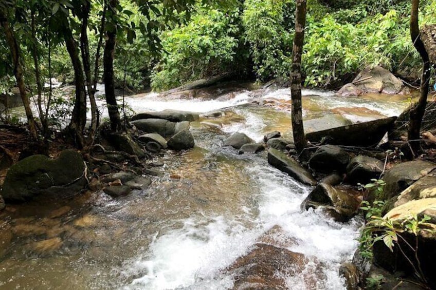 Bamboo Rafting and Sea Turtle Conservation Center Half Day Tour From Khao Lak