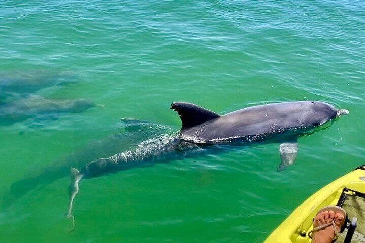 Exclusive Relax & Explore Pedal Kayak Tour Marco Island & Naples