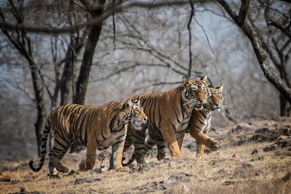10 Days Private Tour of Wildlife in National Parks with Delhi, Agra & Jaipu...