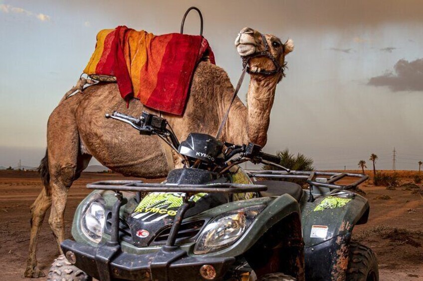 Sunset Quad and Camel Ride