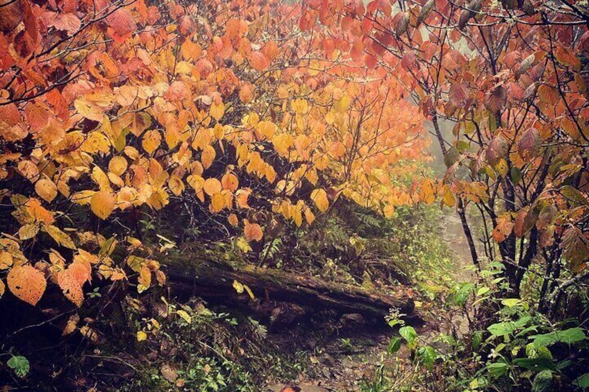 Clingmans Dome Hike