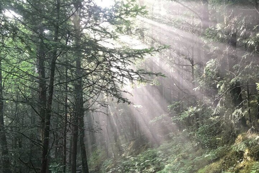 Clingmans Dome Hike