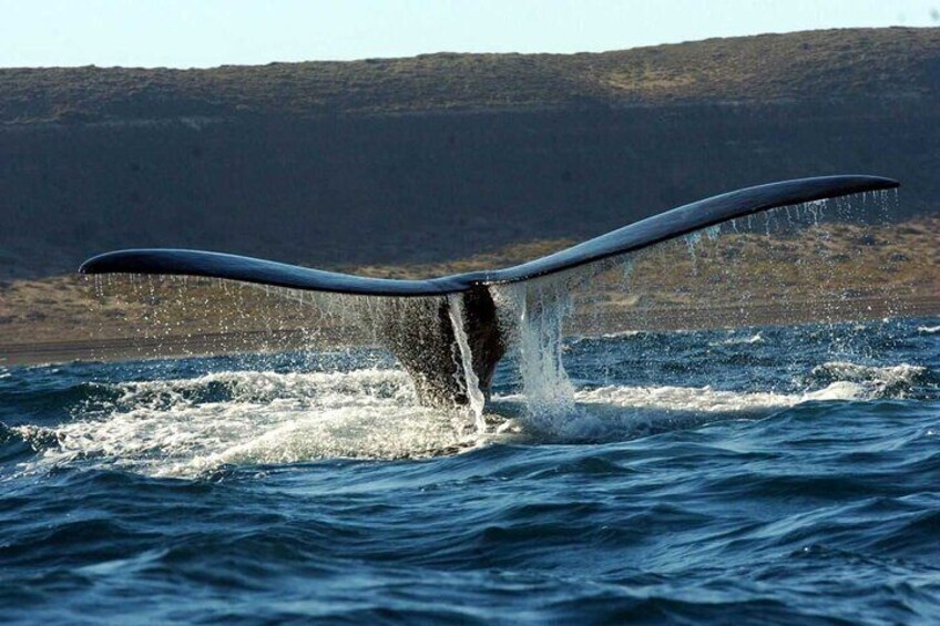 Full Day Whale Watching From Puerto Madryn