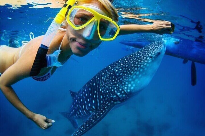 Swim with Whale Shark from La Paz