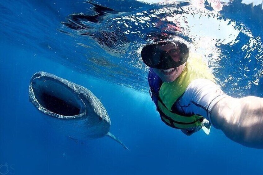 Swim with Whale Shark from La Paz