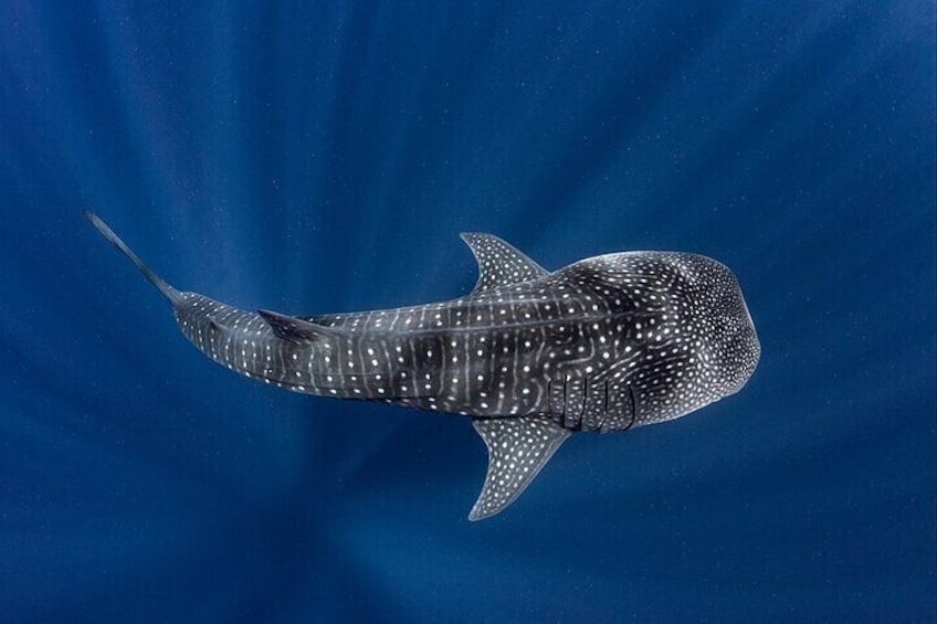 Swim with Whale Shark from La Paz