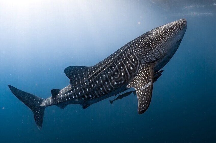 Swim with Whale Shark from La Paz