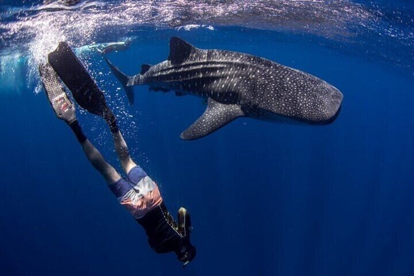 Swim with Whale Shark from La Paz