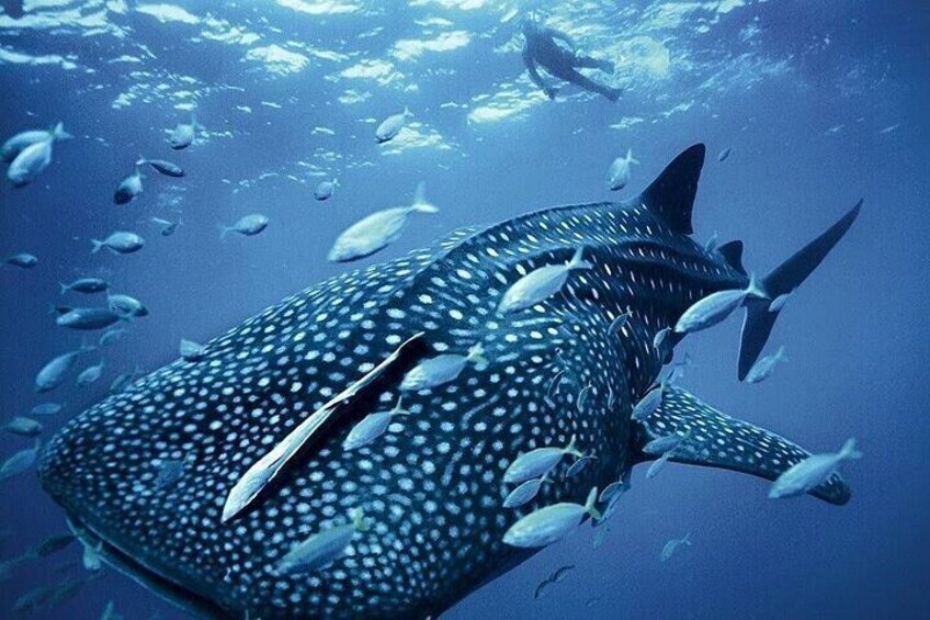 Swim with Whale Shark from La Paz