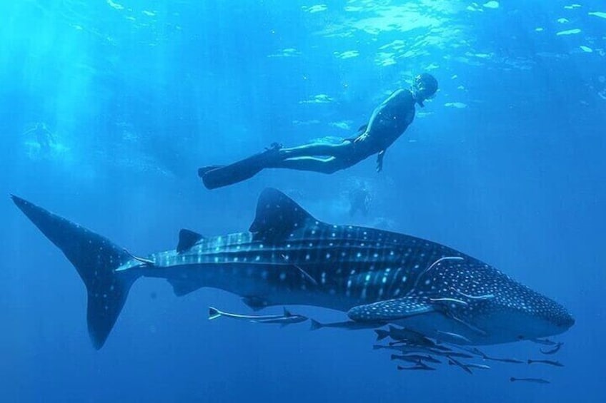 Swim with Whale Shark from La Paz