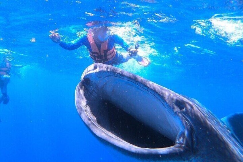 Swim with Whale Shark from La Paz