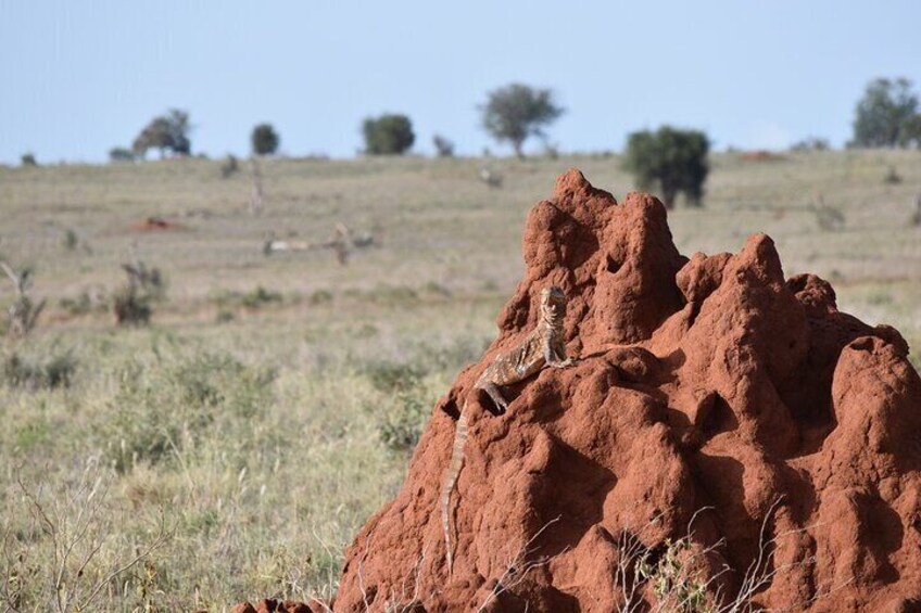 2Days 1Night Safari Tsavo