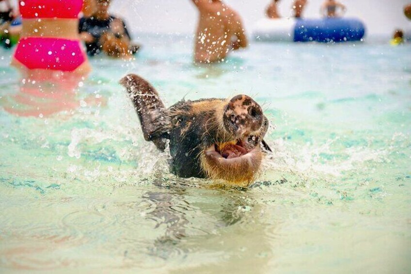 Swimming Pigs Of Rose Island Express Water Taxi Nassau Bahamas