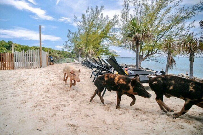 Swimming Pigs Of Rose Island Express Water Taxi Nassau Bahamas