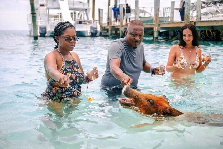 Swimming Pigs Of Rose Island Express Water Taxi Nassau Bahamas